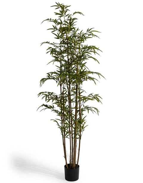 AF149 - BAMBOO TREE