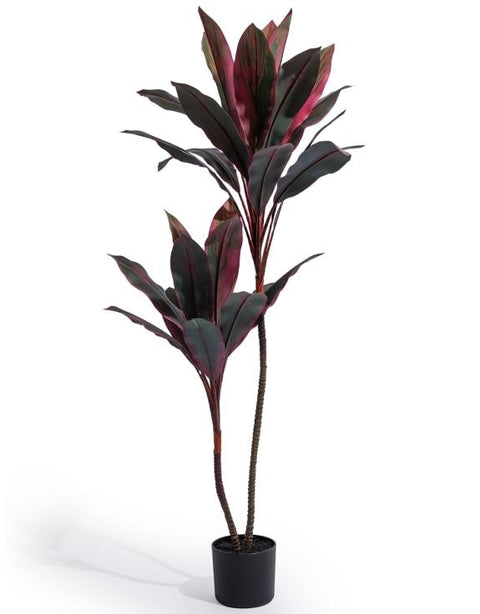 AF150 - RED DRACENA PLANT