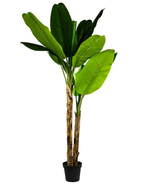 AF42 - LARGE BANANA TREE