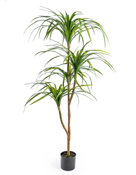 AF98 - LARGE ORNAMENTAL MARGINATA TREE
