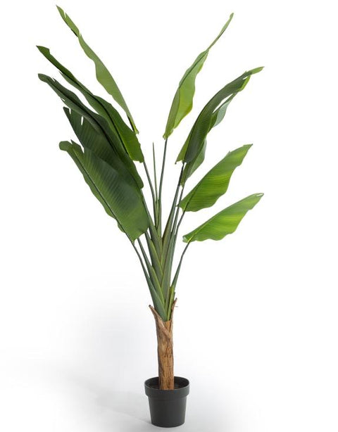 AF125 - large strelitzia tree