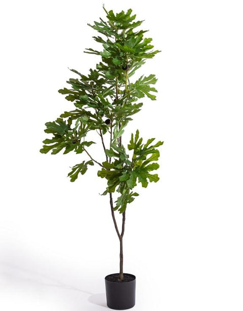 AF139 - POTTED FIG TREE