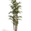 AF149 - BAMBOO TREE