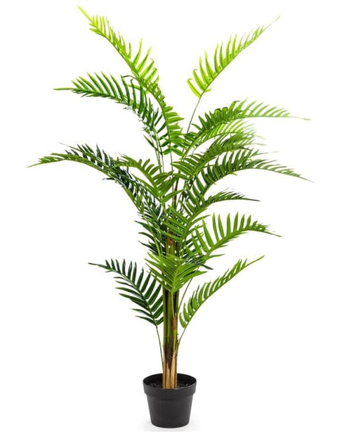 AF41 - ORNAMENTAL FERN