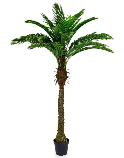 AF54 - ORNAMENTAL LARGE PALM TREE