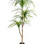 AF98 - LARGE ORNAMENTAL MARGINATA TREE