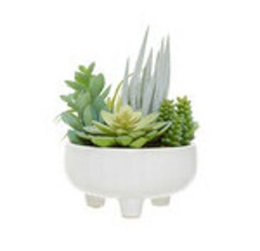 Fiori Mixed Succulents in Ceramic Pot